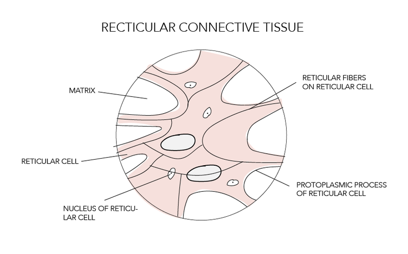 Collagen Vascular Disease