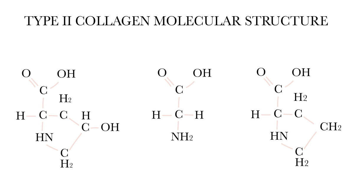 What is Type II Collagen?