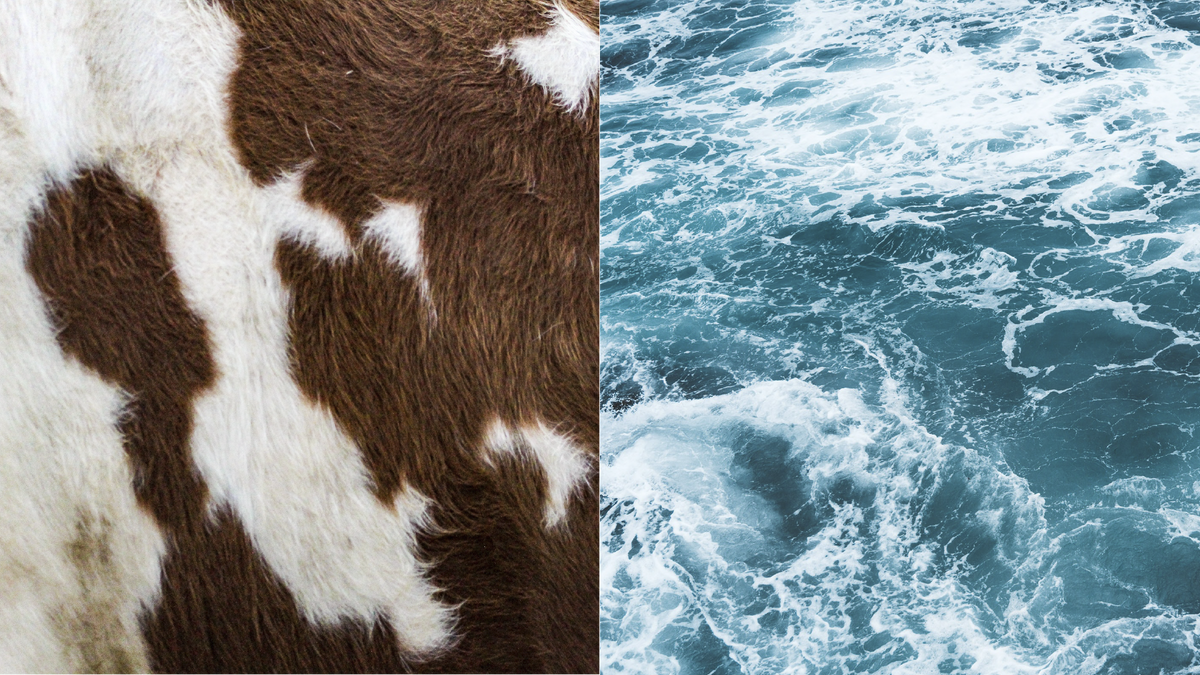 Is Marine Collagen Better than Bovine Collagen?